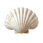 Sea Shell
