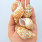 LA02 Sea Shell 100 Gm