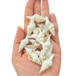 Sea Shell's (50 grm)