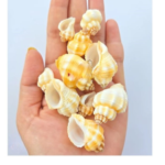 LA01 Sea Shell 100 Gm