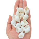 Sea Shell's (50 gm)