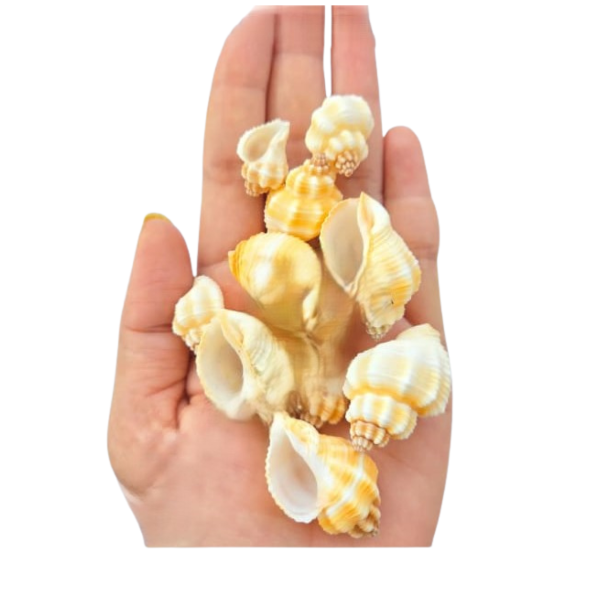 Lagecy Resin art - 2026-08-08T133747.005 Sea Shell's - Image 1