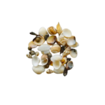 Mix Sea Shell's (50 grm)