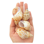 Sea Shell's (6 piece)
