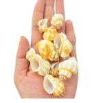 Sea Shell's (50 gm)