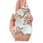 Sea Shell's (50 gm)