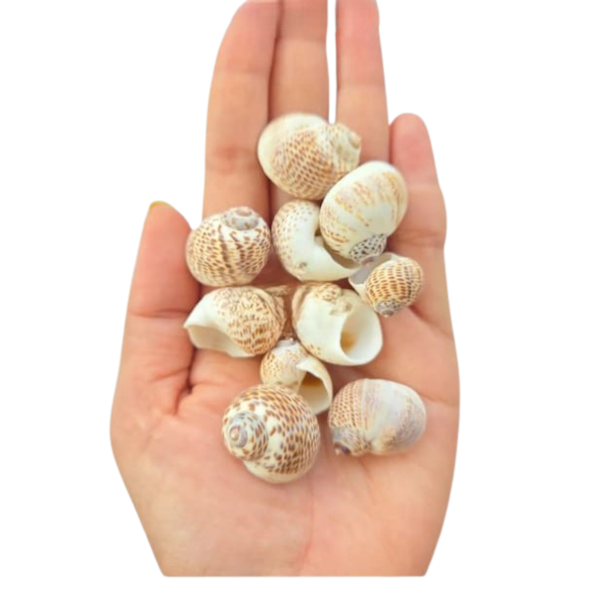 Lagecy Resin art (94) Sea Shell's (50 grm) - Image 1