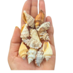 Sea Shell's (50 grm)