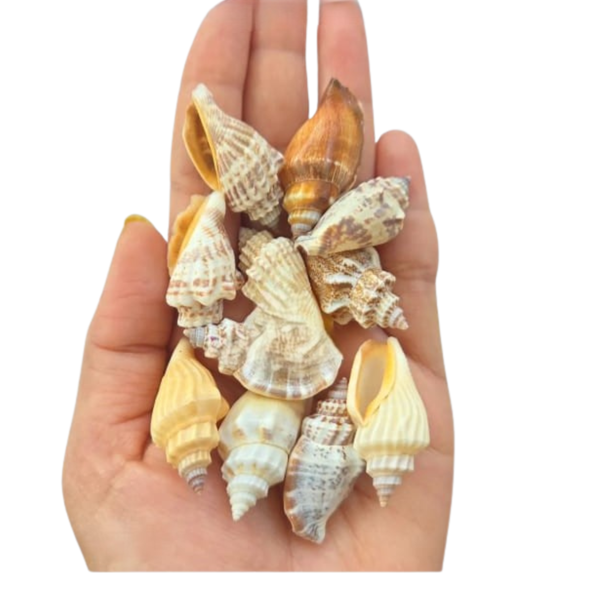 Lagecy Resin art (96) Sea Shell's (50 grm) - Image 1