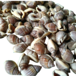 Sea Shell's (50 grm)