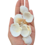 Sea Shell's (50 grm)