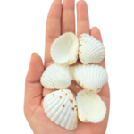 Sea Shell's (50 grm)